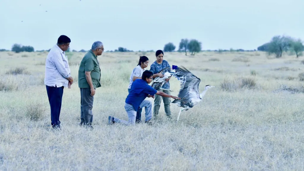 India Releases Two Captive-Bred Great Indian Bustards Into Wild