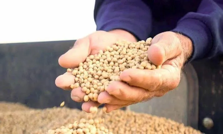 India Probes Soybean Imports Declared From Niger Over Origin and Tariff Concerns