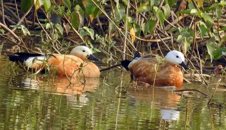 India Adds Sukhna Wetland and Sauj Jheel to Ramsar List